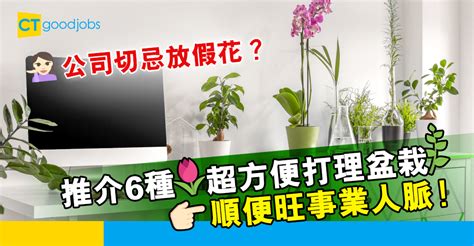 假花風水公司|【2024龍年職場風水丨辦公桌風水擺位】辦公室切忌。